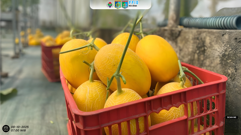 Panen Melon Hidroponik Sweet Lavender Agrowisata Desa Labuapi