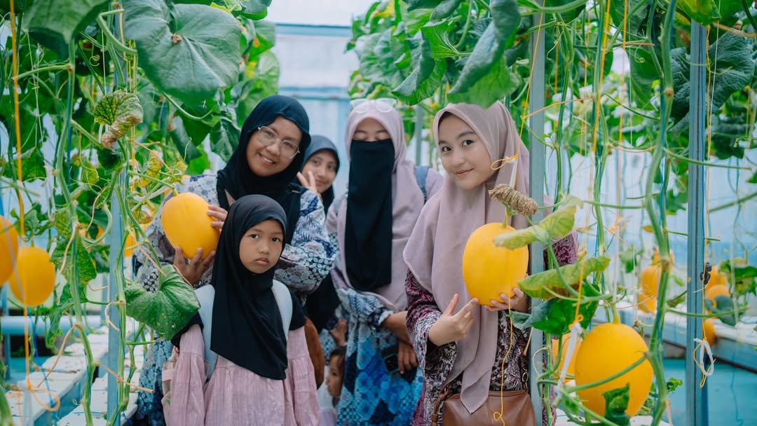 Budidaya Melon Hidroponik Premium di Agrowisata Desa Labuapi