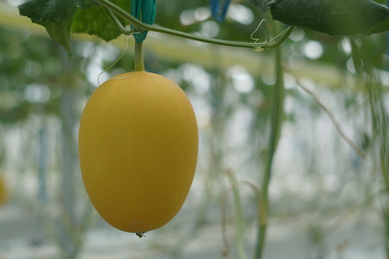 Melon Hidroponik Sweet Lavender Premium